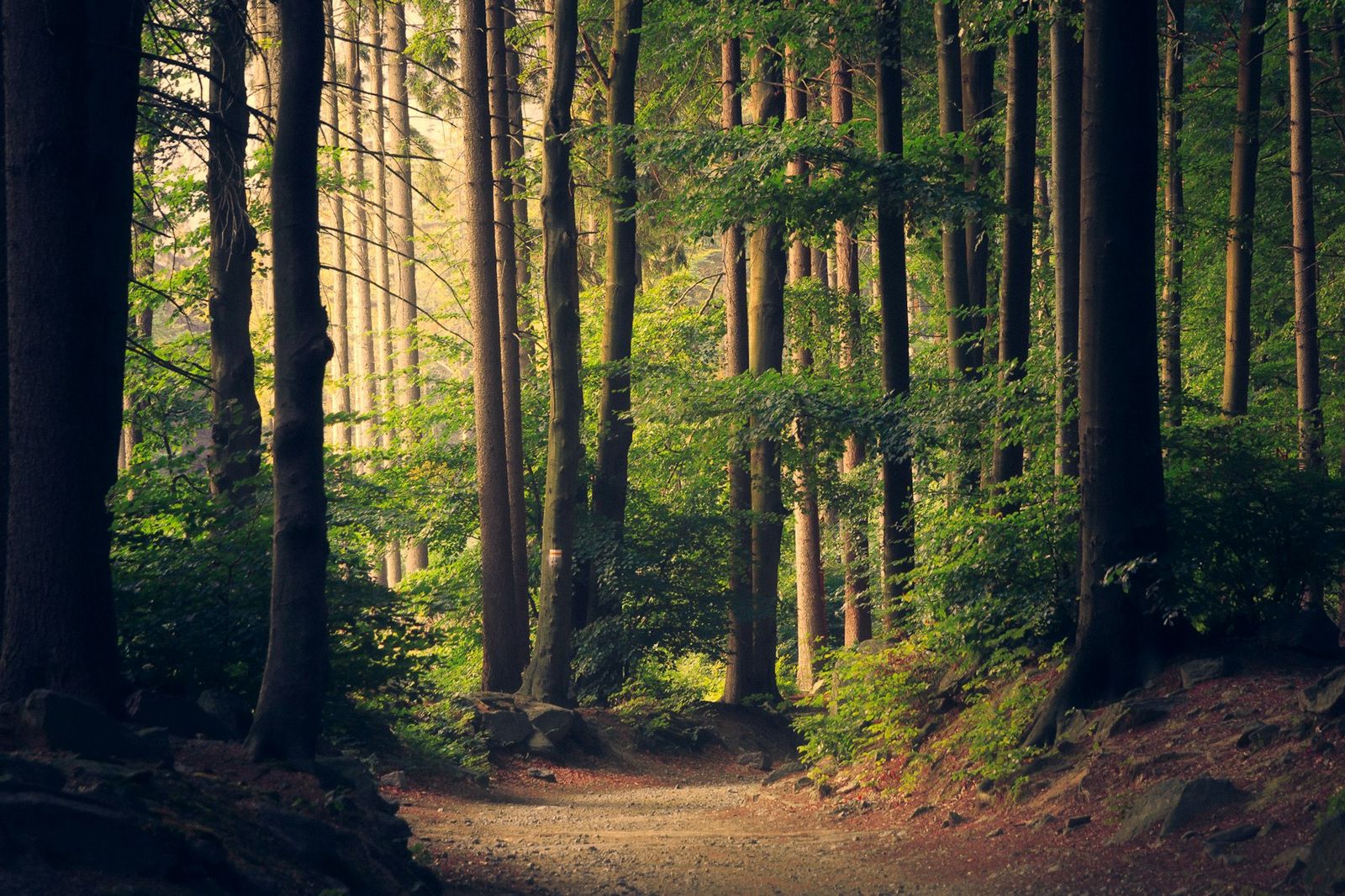 Sunlit path through tall forest